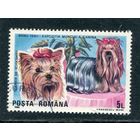 Румыния. Породы собак