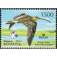 Большой кроншнеп Беларусь 2011 год (875) серия из 1 марки