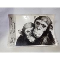 Открытка СССР с фото шимпанзе..Сухумский питомник обезьян