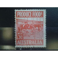 Австралия 1953 Коровы