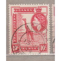 Британские колонии  Кения Уганда Танганьика 1954 год лот 11 Фауна животные Жираф Известные личности Королева Елизавета II Штамп города Аруша