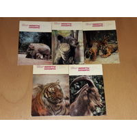 Календарики 1982 Фауна. Животные. Алма-Атинский зоопарк. 5 шт. одним лотом