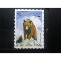 Афганистан, 1996, Медведь