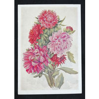 Морозова В. Астры. Цветы. 1959 год #0103-FL1P52
