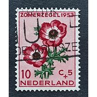 Нидерланды, 1м  цветы