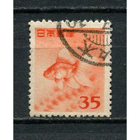 Япония - 1952/1954 - Рыбка 35Y - [Mi.590] - 1 марка. Гашеная.  (Лот 63EF)-T7P9