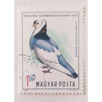 Венгрия 1969, голубь