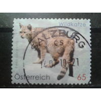 Австрия 2010 Стандарт, европейский дикий кот Михель-1,3 евро гаш