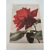 Открытка 1962г. с фото Г.Самсонова "Красная роза"