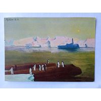 1956. Рубан. Пингвиний пляж. Антарктика