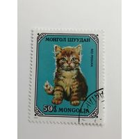 Монголия 1979. Домашние коты