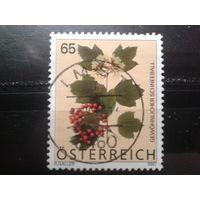 Австрия 2007 Стандарт, цветы 65с Михель-1,3 евро гаш