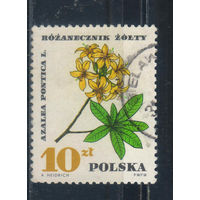 Польша ПНР 1967 Рододендрон желтый #1775