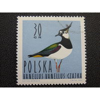Польша 1966 г. Дикие лесные птицы. Сойка.