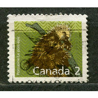 Североамериканский дикобраз. Канада. 1988
