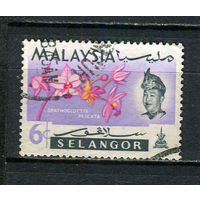 Малайские штаты - Селангор - 1965 - Орхидея 6С - [Mi.101] - 1 марка. Гашеная.  (Лот 58FC)-T25P11