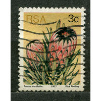 Цветы. Протея длиннолистная. Южная Африка. 1977