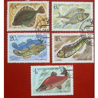 СССР. Промысловые рыбы. ( 5 марок ) 1983 года. 6-1.