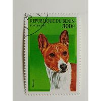 Бенин 1997. Собаки