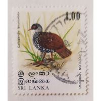 Шри-Ланка, птица