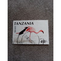 Танзания. Фауна. Птицы. Фламинго