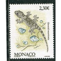 Монако. Фауна. Ящерица, стенной геккон