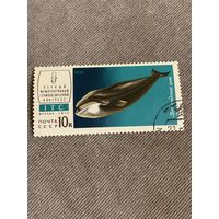 СССР 1974. Гренландский кит. Марка из серии