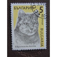 Болгария 1989 г. Европейская кошка.