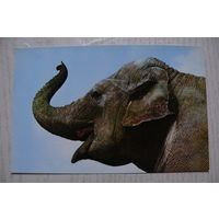 Азиатский слон; 1976, чистая.