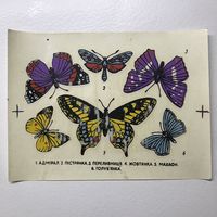 Переводные картинки.бабочки.
