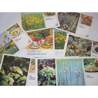 Советы хозяйкам, блюда из дикорастущих трав - набор открыток, 1985г, 15 шт, полный комплект