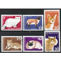 Кошки Болгария 1983 год серия из 6 марок