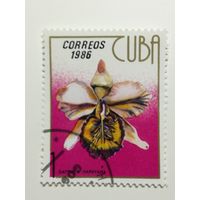 Куба 1986. Орхидеи