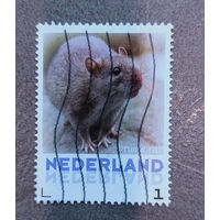 Нидерланды. Мышь.Крыса