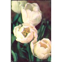 1974 год Н.Матанов Белые тюльпаны