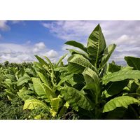 Семена Табак Вирджиния Голд (Семян в 1 навеске 100 шт)