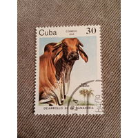 Куба 1984. Корова