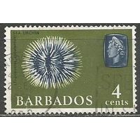 Барбадос. Морской ёж. 1965г. Mi#238.