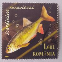 Румыния 2008, рыба