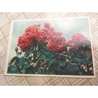 Открытка. Куст красных роз. Фото Бочинина. 1960 год.