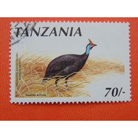 Танзания.  Птицы.