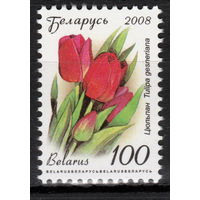 Беларусь 2008 Тюльпан 12 стандарт мел