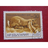 Болгария 1986 г. Заяц.