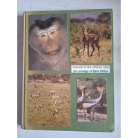 Животные африки.фотоальбом н а англ.языке