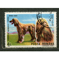 Афганская борзая. Собаки. Румыния. 1990