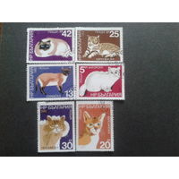 Марки Болгария 1983 Кошки Серия из 6 марок