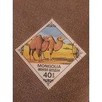 Монголия 1978. Верблюды