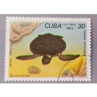 Черепаха,1983, Куба