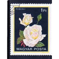 Венгрия.Ми-3548. Серия-цветы. Роза Pascali.1982.