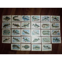 Спичечные этикетки.Сувенирный набор. Речные и озёрные рыбы.1983 год